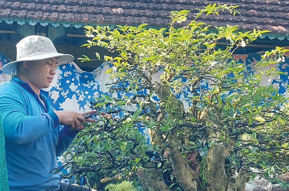 Chơi bon-sai của chàng trai 9X