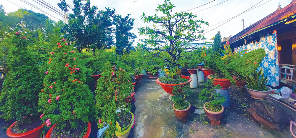 Chơi bon-sai của chàng trai 9X