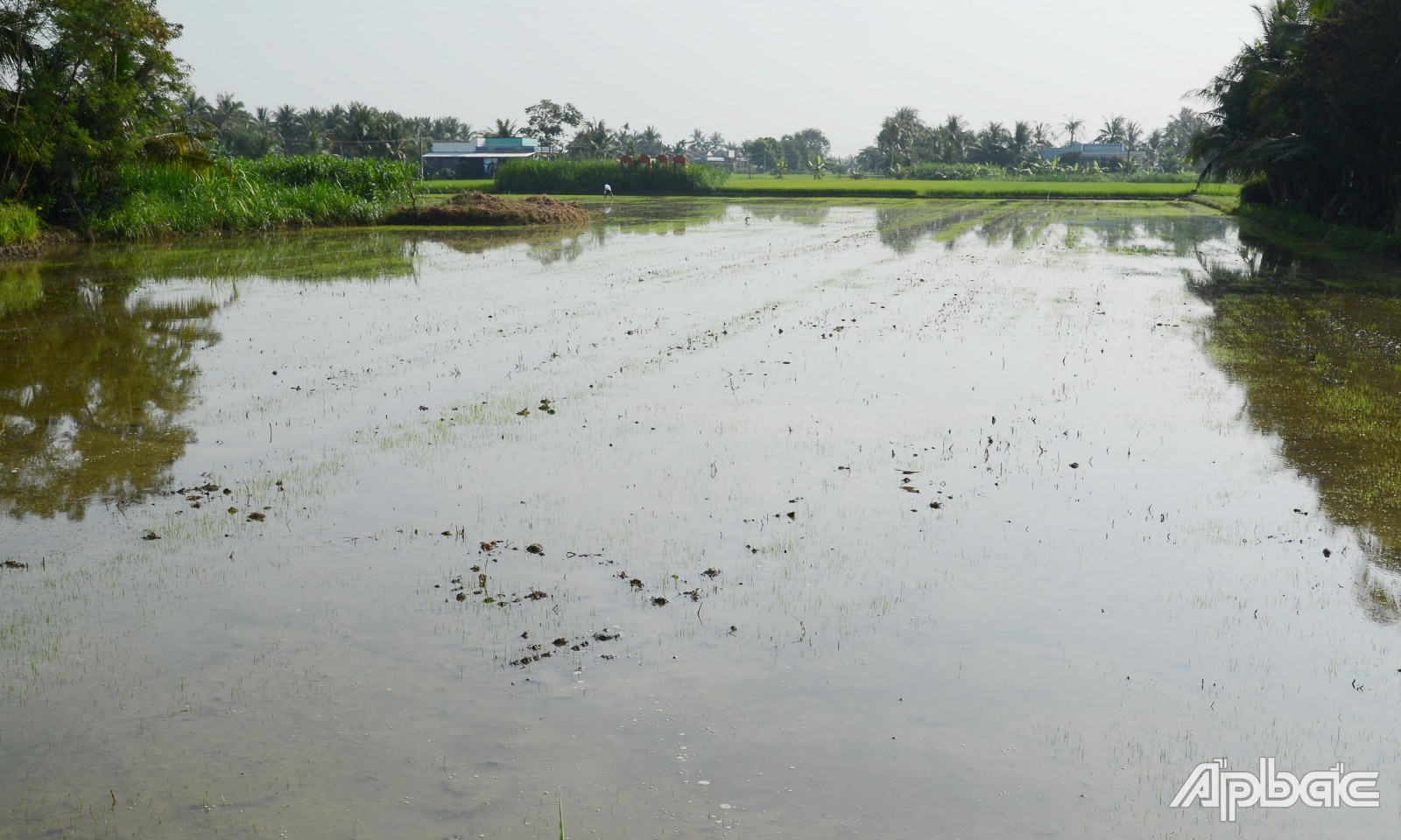 Tiền Giang: Quyết liệt triển khai các giải pháp ứng phó hạn, mặn