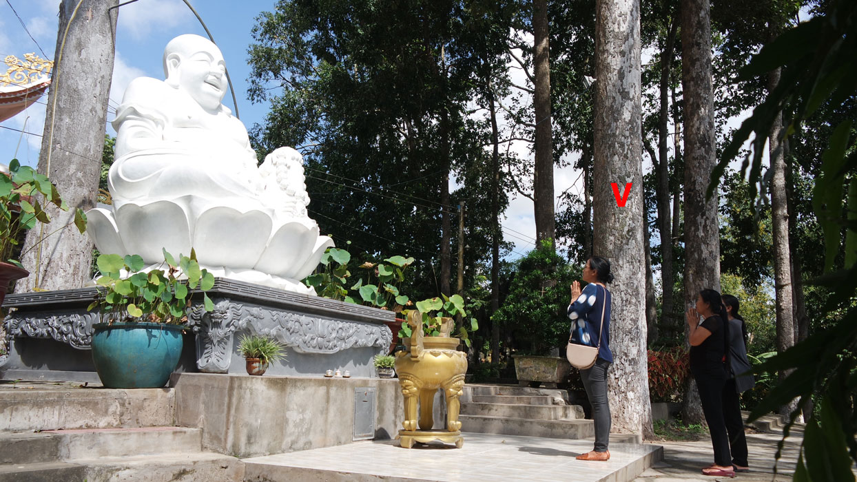 Cây di sản Việt Nam trên đất Long An