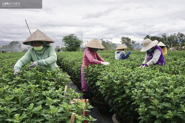 Đà Nẵng: Nông dân trồng hoa Tết thấp thỏm lo âu, vừa vặt lá, chăm cây vừa ngóng trông thương lái