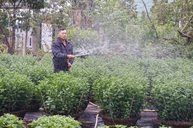 Đà Nẵng: Nông dân trồng hoa Tết thấp thỏm lo âu, vừa vặt lá, chăm cây vừa ngóng trông thương lái