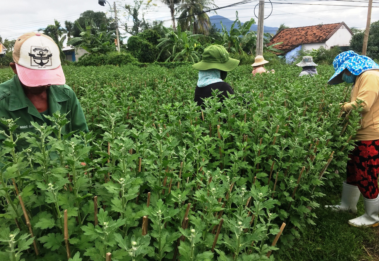 Nhiều vườn hoa cúc đẹp ở tỉnh Khánh Hòa lại vắng bóng người mua