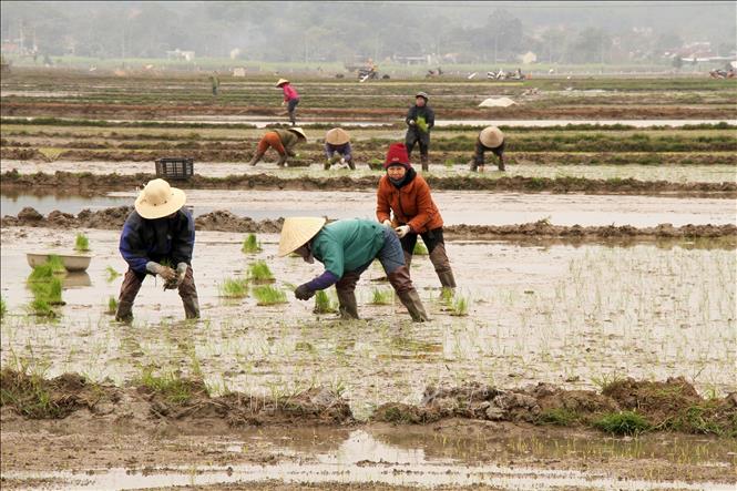 Hơn 21% diện tích gieo cấy vụ Đông Xuân 2020 - 2021 có nước