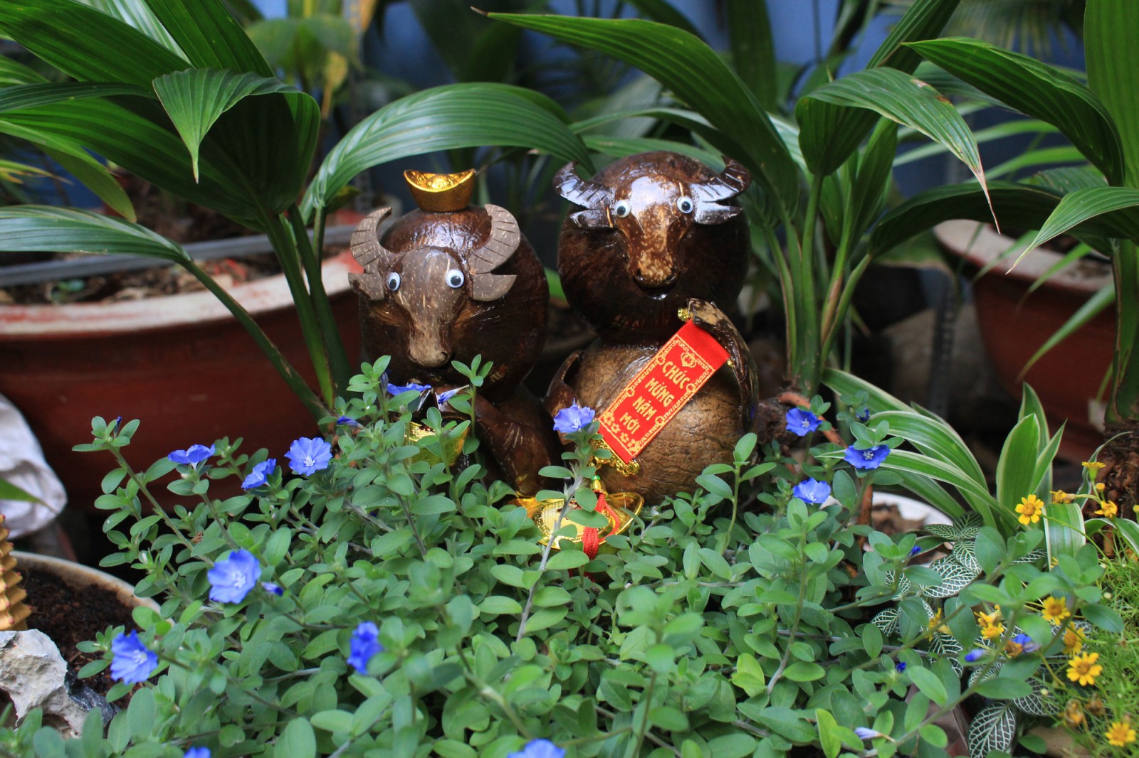 Tết Tân Sửu: Biến quả dừa khô thành bonsai hình trâu, giá tiền triệu mà khách đặt mua tới tấp