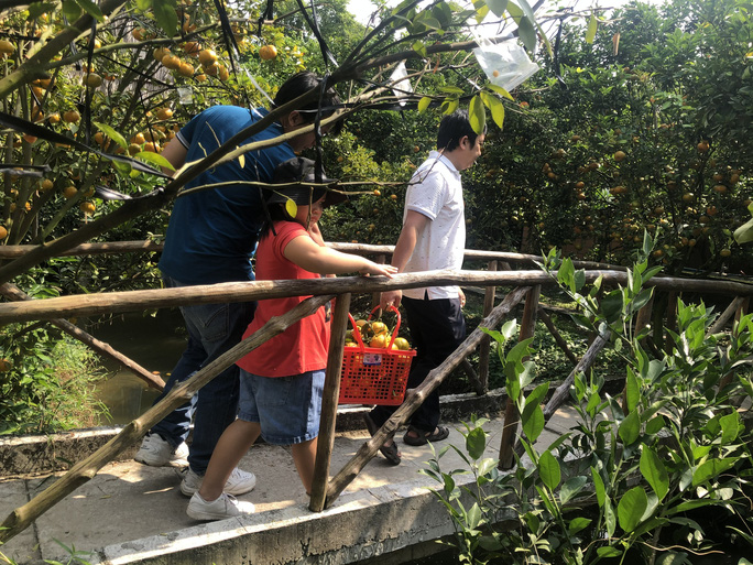 Mê mẩn với vườn quýt hồng chín rộ ở miền Tây