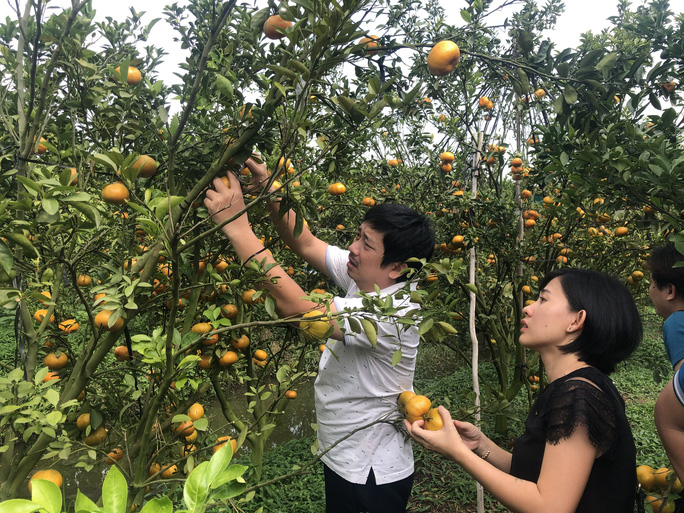 Mê mẩn với vườn quýt hồng chín rộ ở miền Tây
