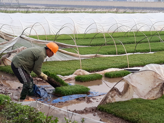 Hà Nội: Khuyến nông thúc đẩy sản xuất lớn, tạo sản phẩm sạch