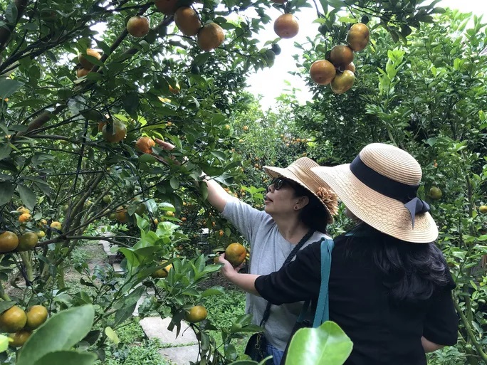 Mê mẩn với vườn quýt hồng chín rộ ở miền Tây