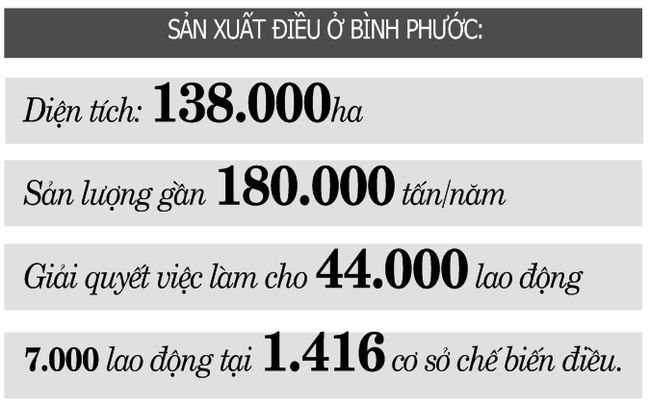 Hạt điều hữu cơ tự tin chờ vụ mới