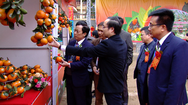 Chỉ cần dán tem này lên, cam sành Hà Giang bán giá cao gấp đôi