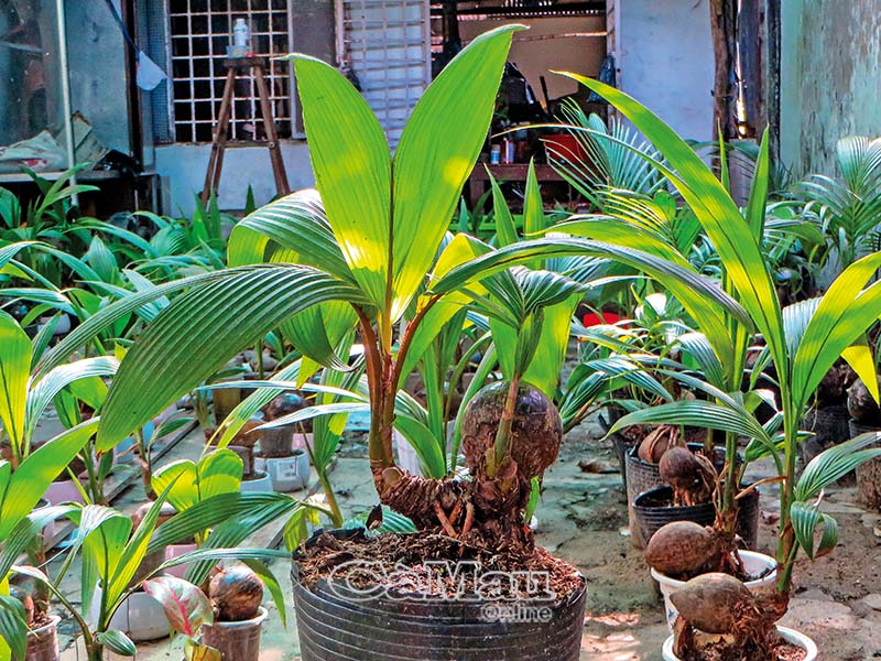 Bonsai dừa - cây mini giá tiền triệu