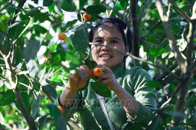 Phục hồi giống quýt bản địa ở Bá Thước, Thanh Hoá