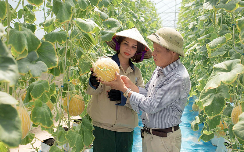 Hưng Yên nhân rộng mô hình chuỗi sản xuất, tiêu thụ nông sản