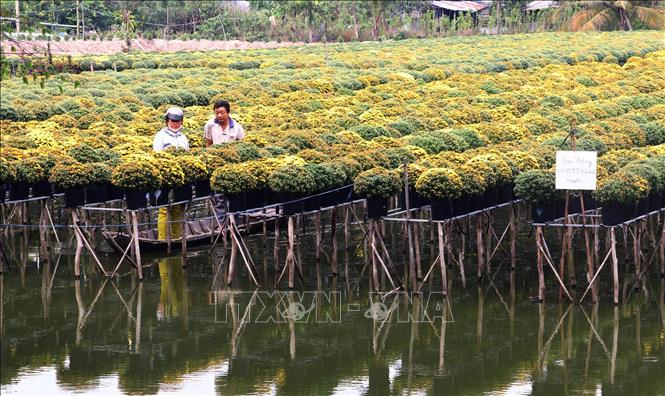 Trồng cúc mâm xôi thu lãi cao