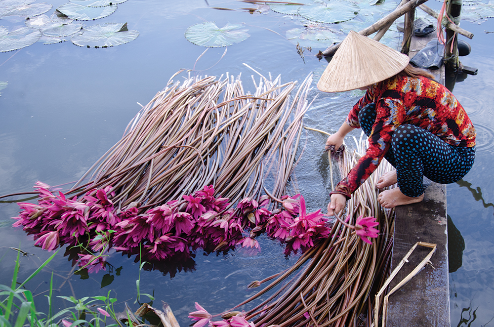 “Màu hoa súng tím”
