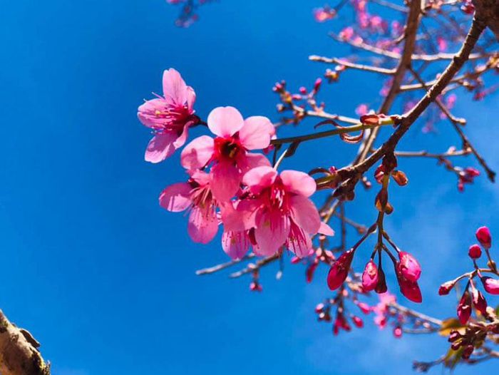Tết thời Covid, hãy đoàn tụ online