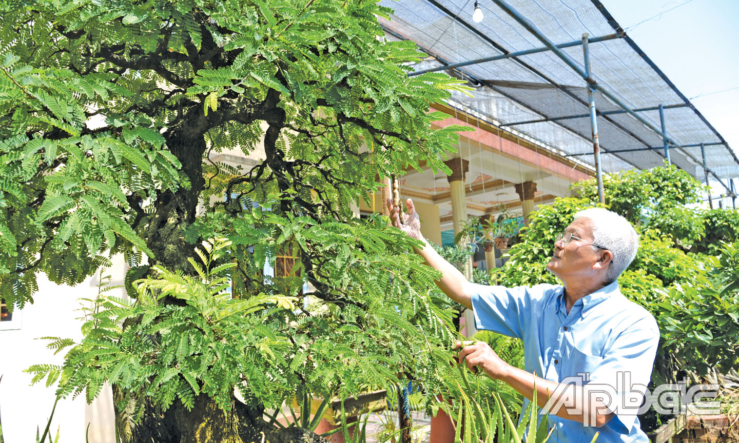 Tiền Giang: Độc đáo thú chơi kiểng từ cây ăn trái