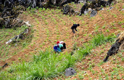 Lãng du giữa cao nguyên đá