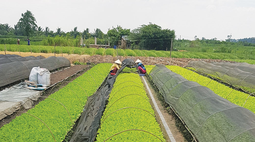 Chợ Mới đổi thay vùng đất thép