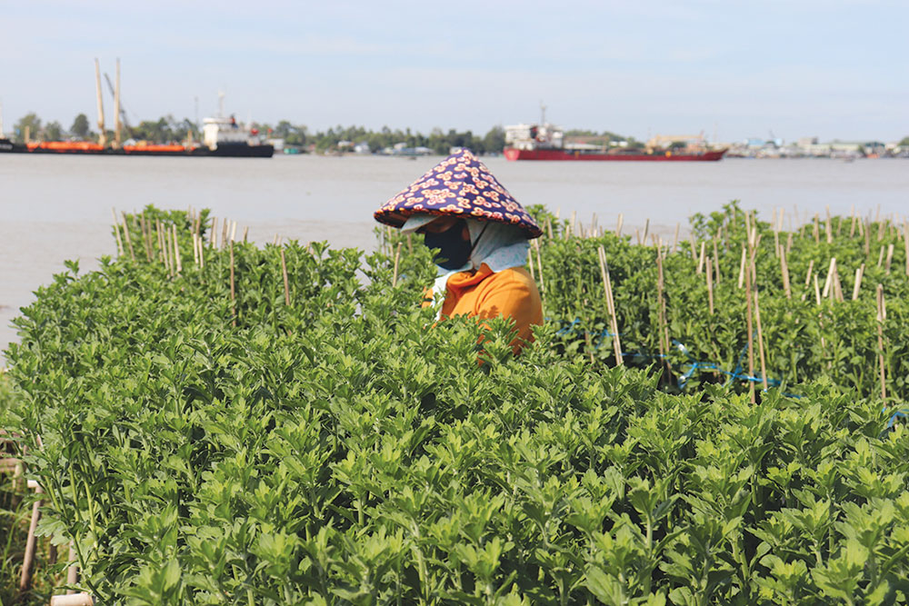 Mùa Xuân về bên làng hoa