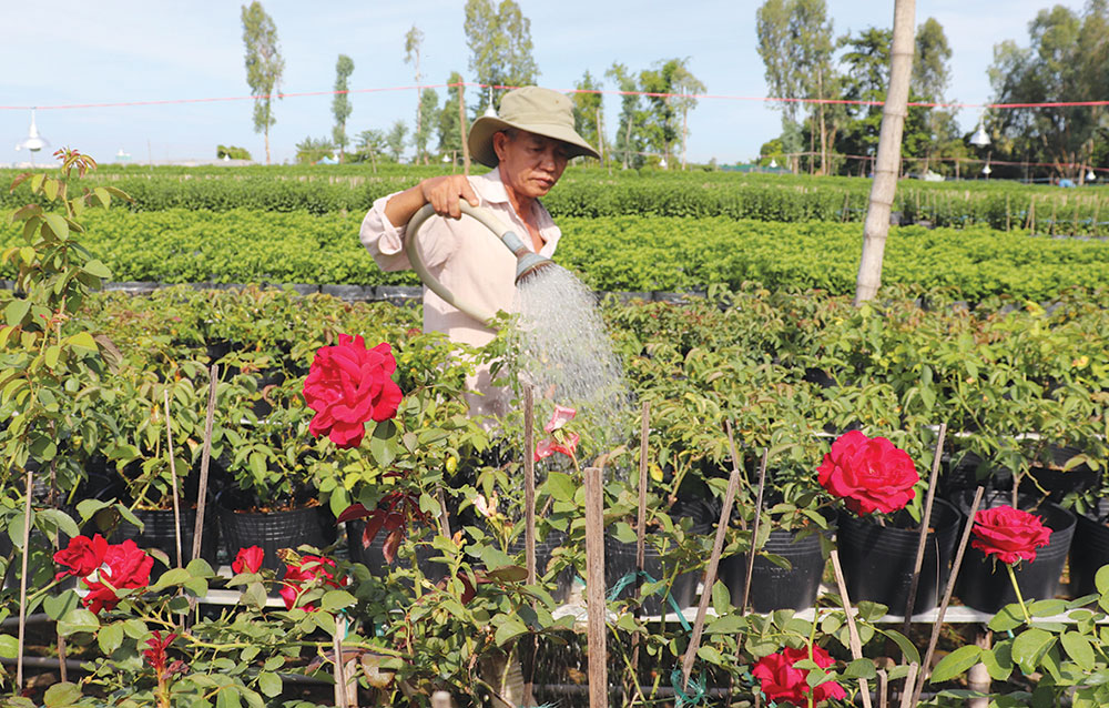 Mùa Xuân về bên làng hoa