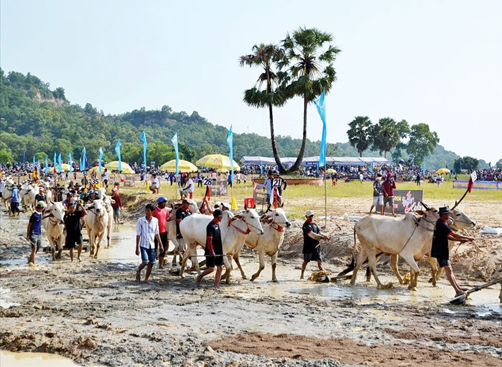 Nghe nghệ nhân đua bò Bảy Núi kể chuyện trâu ở Tây Ninh