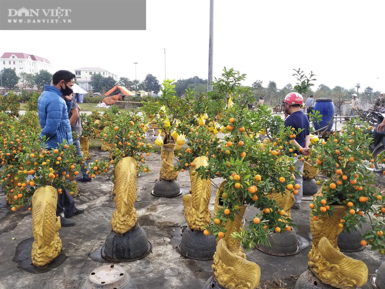 Quất cá chép hóa rồng, thần tài ế khách, chậu đào tiến vua tuy nhỏ mà "có võ", hút người mua