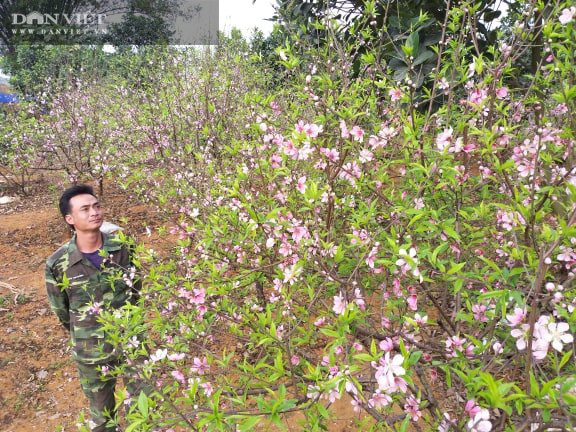 Quất cá chép hóa rồng, thần tài ế khách, chậu đào tiến vua tuy nhỏ mà "có võ", hút người mua