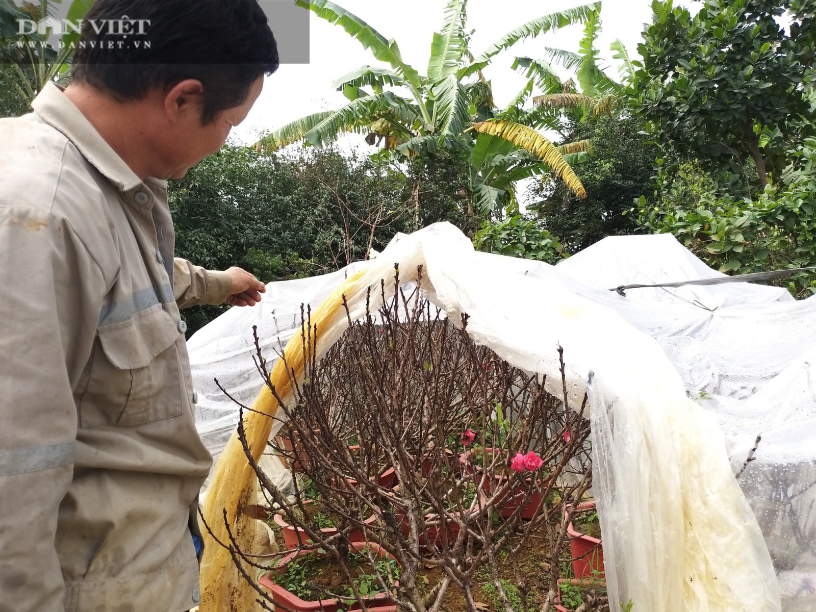 Quất cá chép hóa rồng, thần tài ế khách, chậu đào tiến vua tuy nhỏ mà "có võ", hút người mua