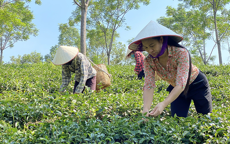 Phú Thọ khơi thông dòng sản phẩm OCOP