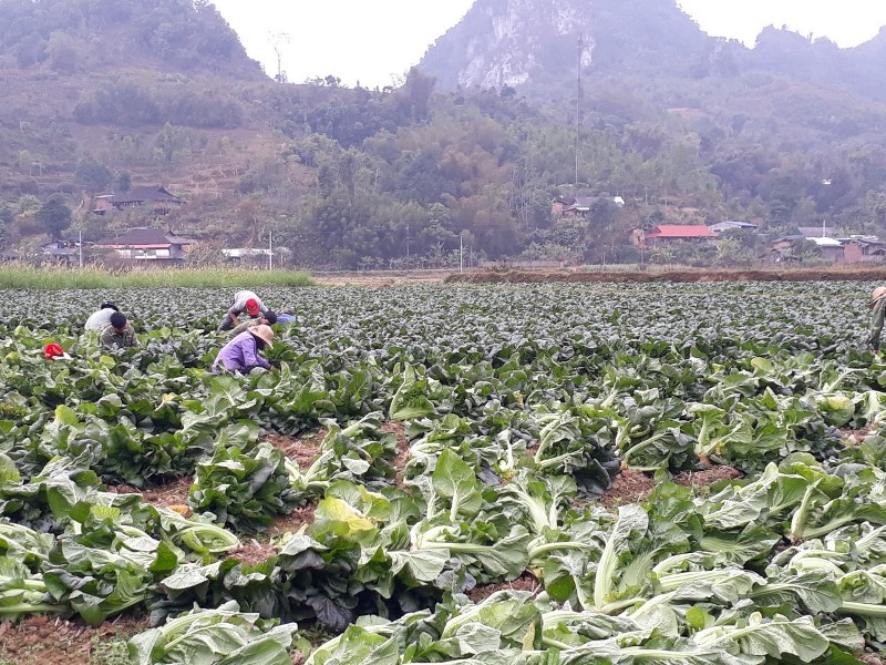 Trồng rau Nhật xuất khẩu sang Nhật