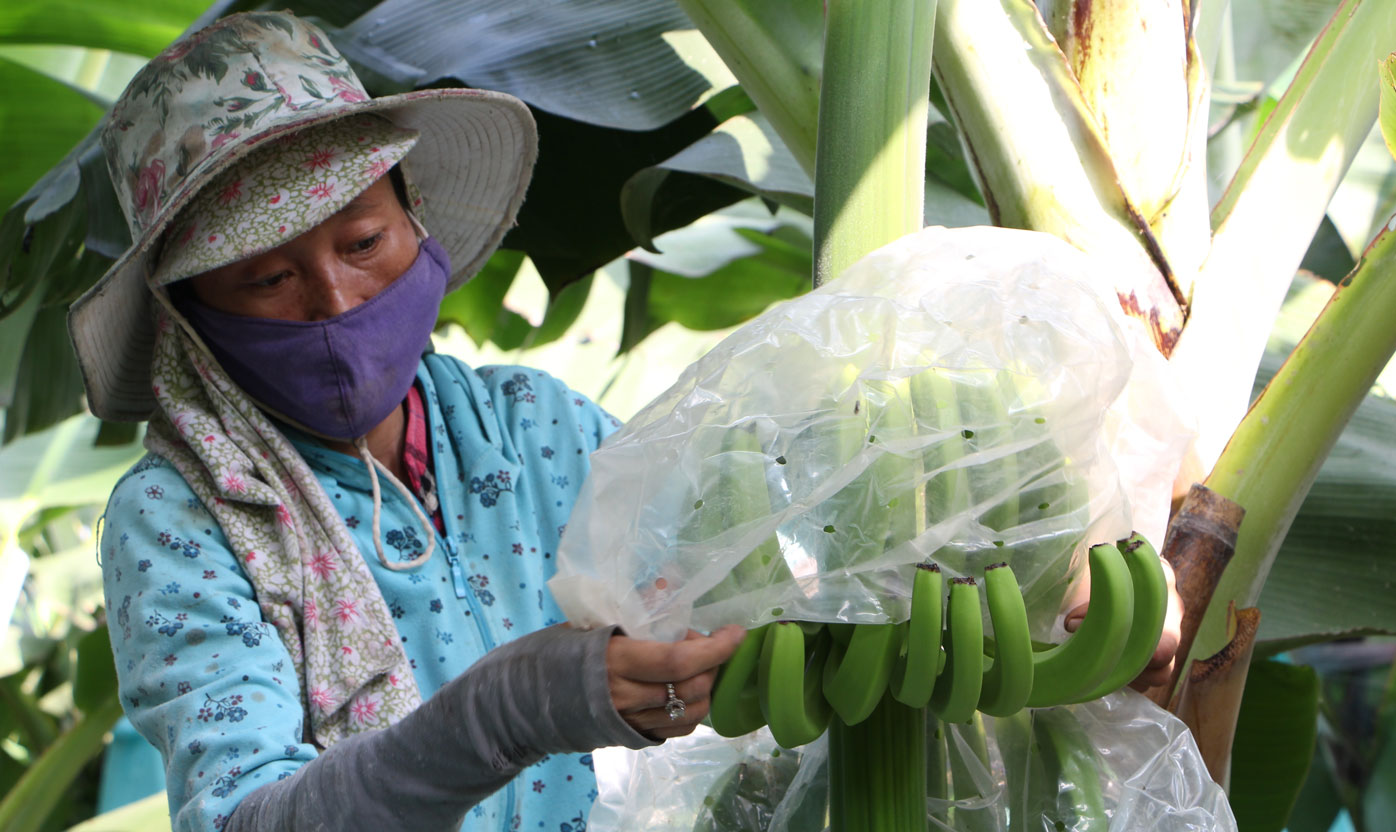 Chàng trai 9X thử vận may với chuối già Nam Mỹ