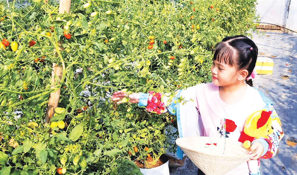 Du lịch Tết mùa COVID-19
