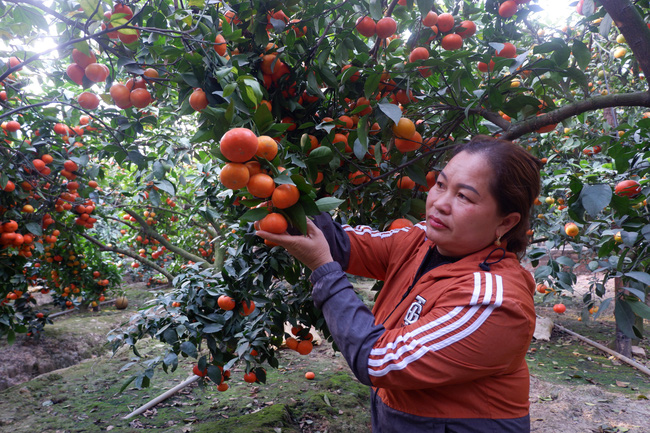 Bắc Giang: Choáng ngợp những vườn cây “đẻ” tiền tỷ ở Lục Ngạn, thì ra là nhờ cây làm giàu này