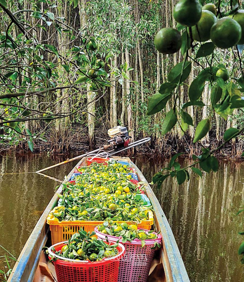 Dưới tán rừng U Minh