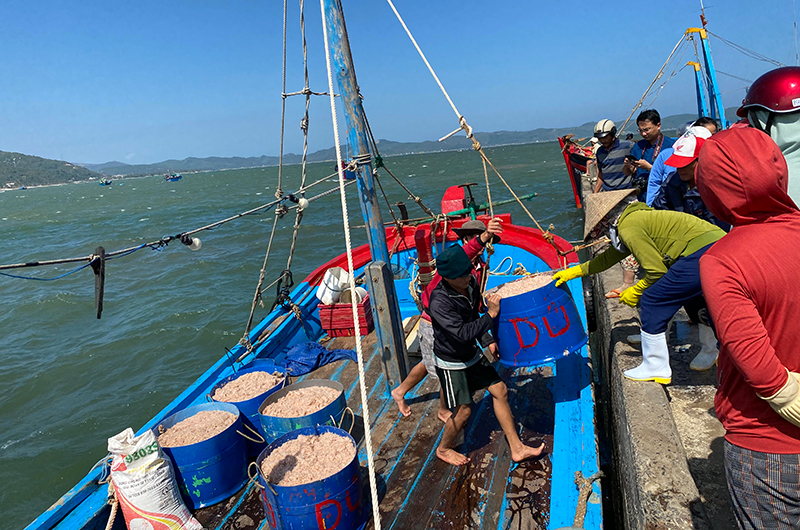 Ngư dân thị xã Sông Cầu được mùa ruốc biển