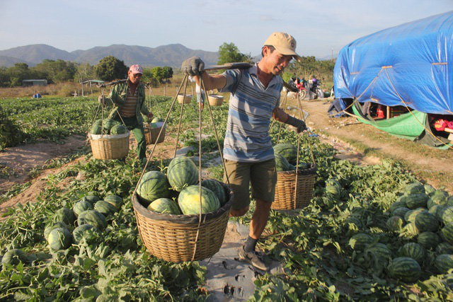 Gia Lai: Giá dưa hấu tăng nhanh, nông dân vùng dịch Covid-19 thở phào, còn lãi 70 triệu đồng/ha