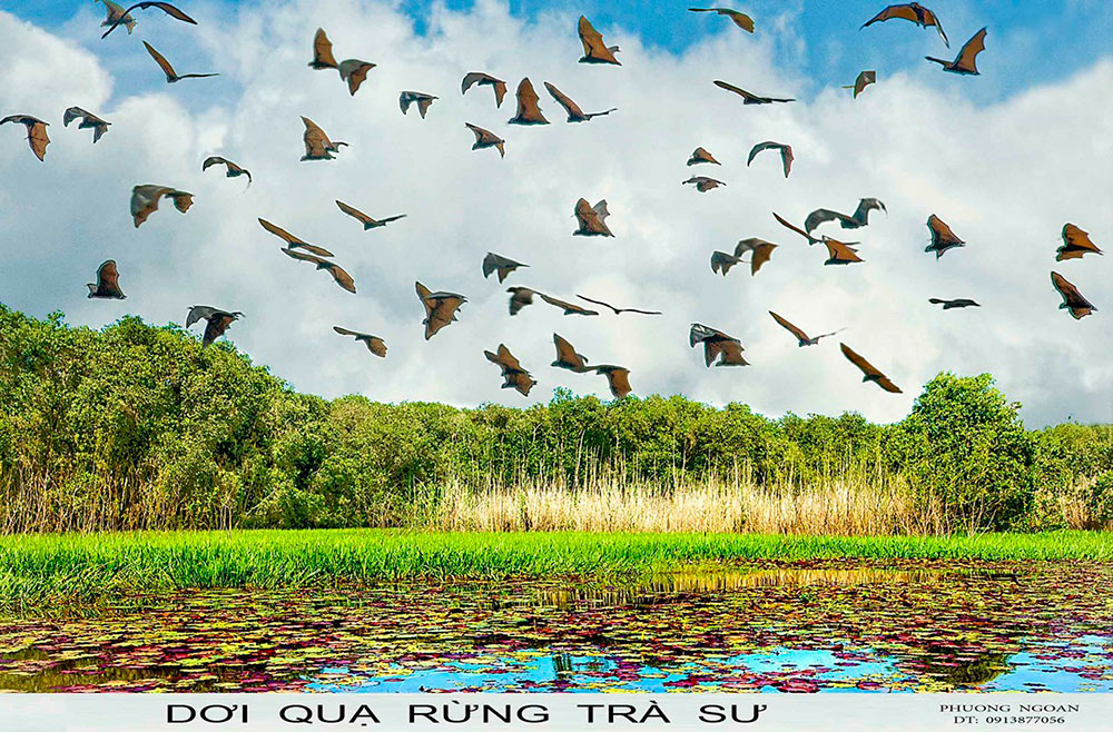 Chỉ là tràm mà cũng lung linh thế!