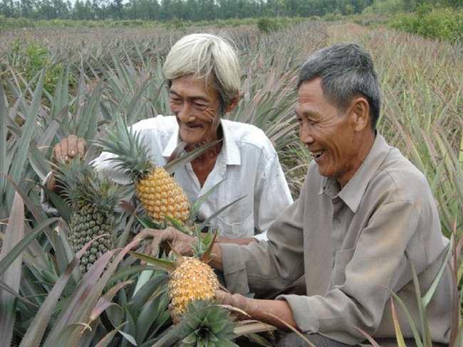 Giá khóm tăng mạnh suốt từ Tết, nông dân lãi 100 triệu đồng/ha, thương lái dự báo điều gì?