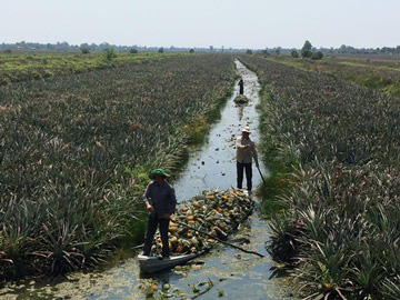 Giá khóm tăng mạnh suốt từ Tết, nông dân lãi 100 triệu đồng/ha, thương lái dự báo điều gì?