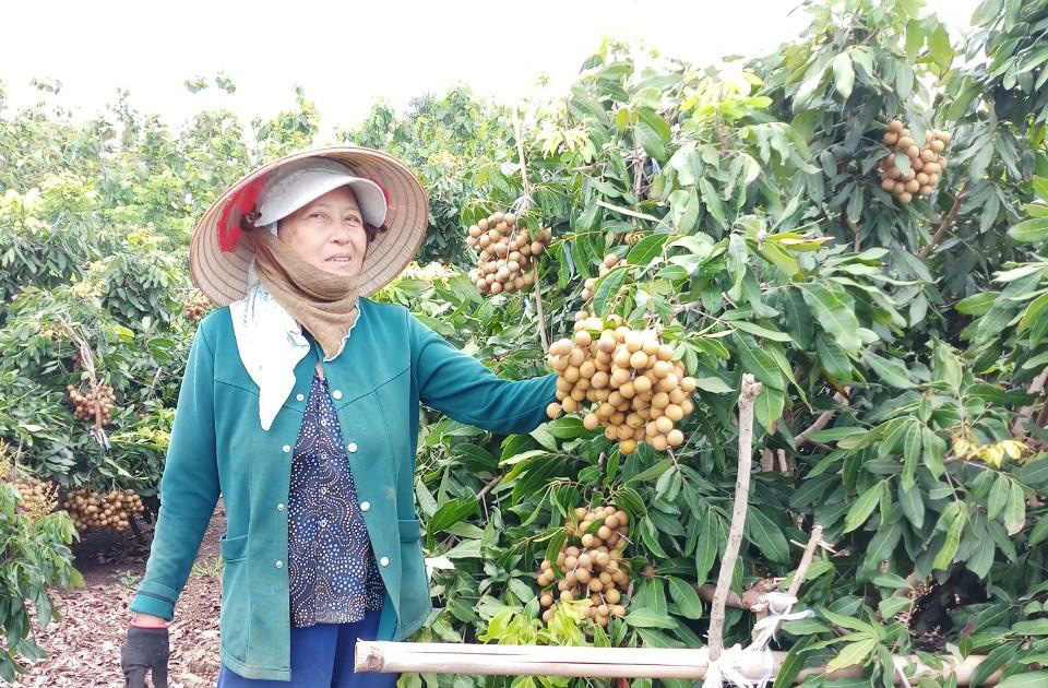Đắk Nông: Tuyệt chiêu trồng thứ cây thích cho ra trái lúc nào cũng được, một ông nông dân thu 400 triệu/năm