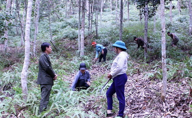 Giúp người dân gắn bó hơn với rừng