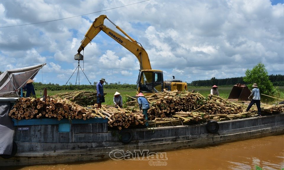Cà Mau: Bảo vệ gắn với phát triển kinh tế rừng