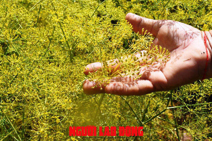 Ngỡ ngàng những cánh đồng hoa thì là tuyệt đẹp ở Bạc Liêu