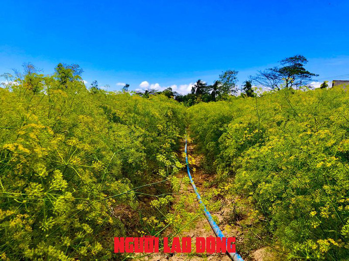 Ngỡ ngàng những cánh đồng hoa thì là tuyệt đẹp ở Bạc Liêu