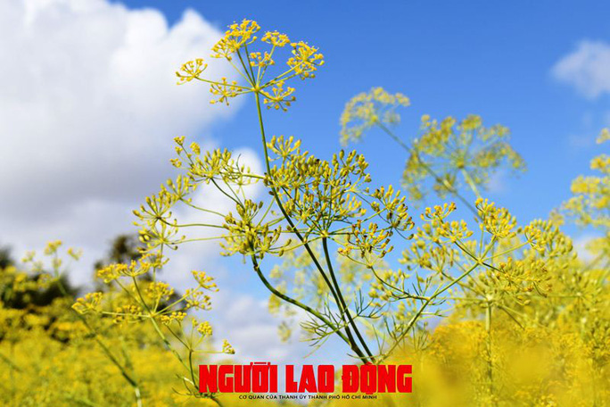 Ngỡ ngàng những cánh đồng hoa thì là tuyệt đẹp ở Bạc Liêu