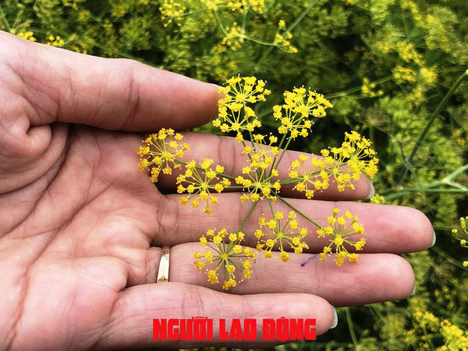 Ngỡ ngàng những cánh đồng hoa thì là tuyệt đẹp ở Bạc Liêu