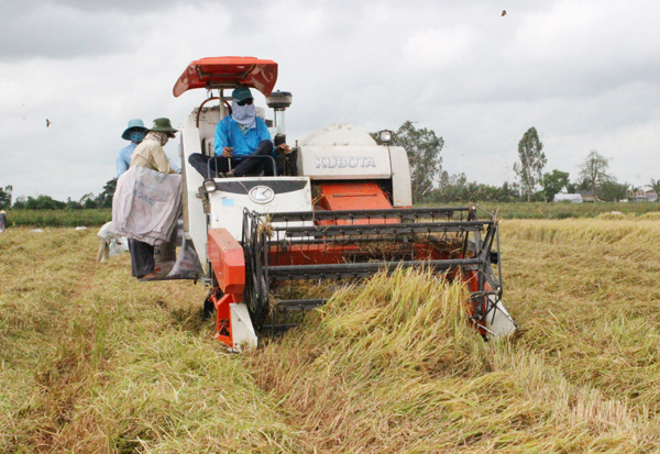 Giá lúa đông xuân cao kỷ lục, nông dân miền Tây thu lời cao