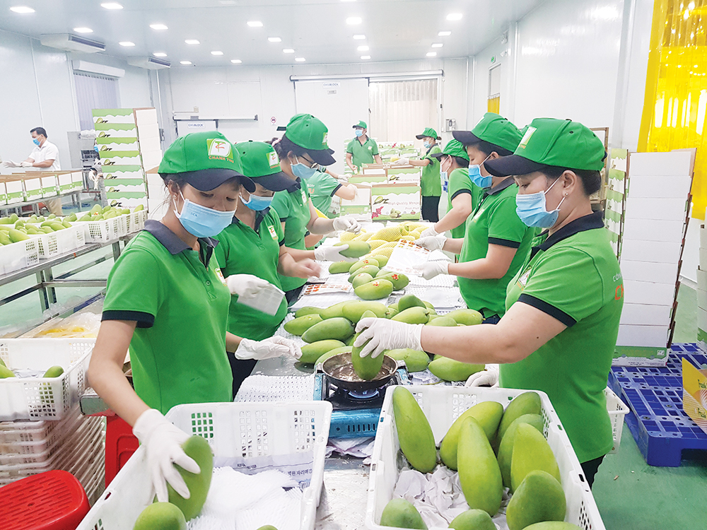 Ứng xử thế nào giữa EVFTA, CPTPP và RCEP?